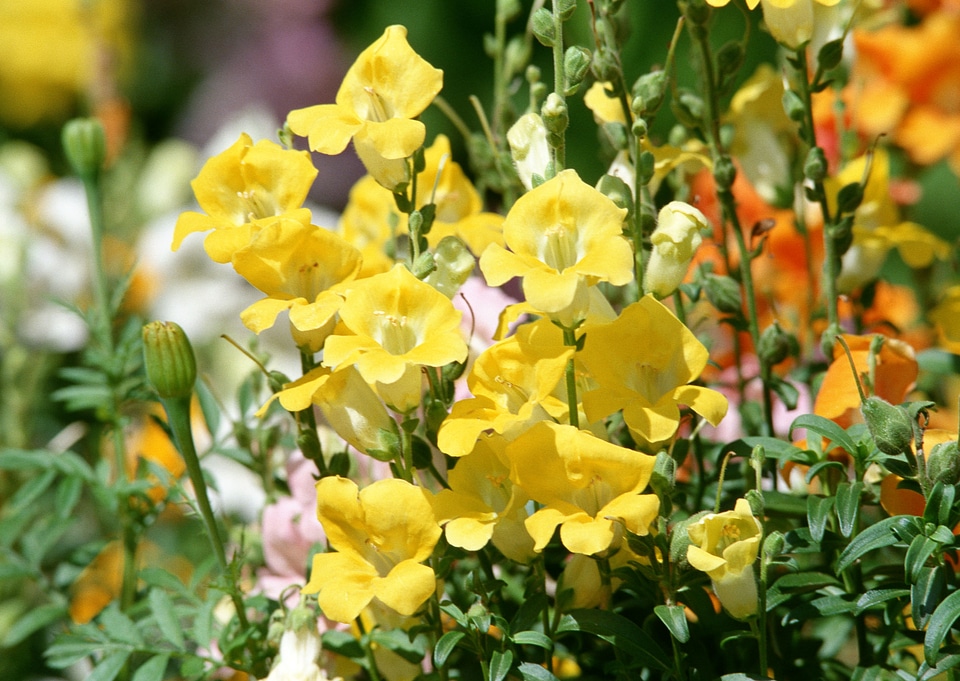 meadow yellow flower on garden