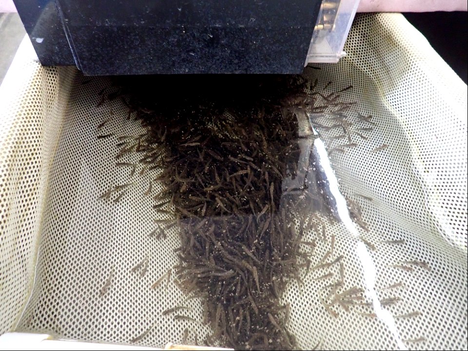 Brown Trout Larvae photo