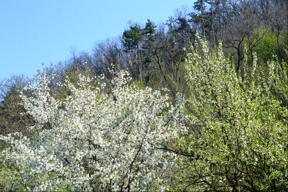 Spring ,April 2023