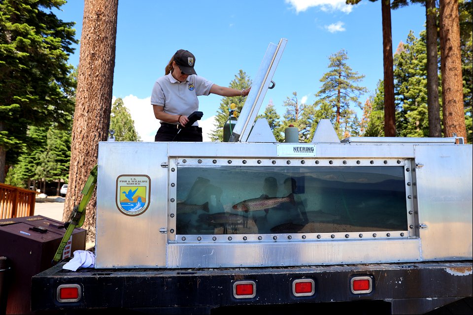 Stocking Lake Tahoe with Lahontan cutthroat trout