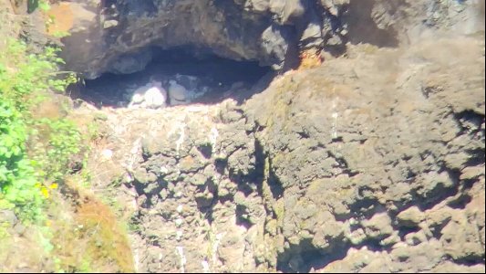 Peregrine Falcons Nesting above Hwy 224 on Mt. Hood National Forest