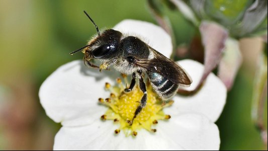Osmia cf. caerulescens (Stahlblaue Mauerbiene) - Weibchen auf Erdbeerblüte