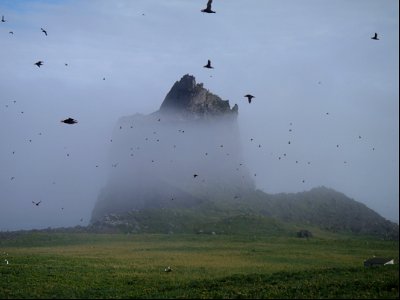Bogoslof 1992 Dome in the fog with puffins in flight
