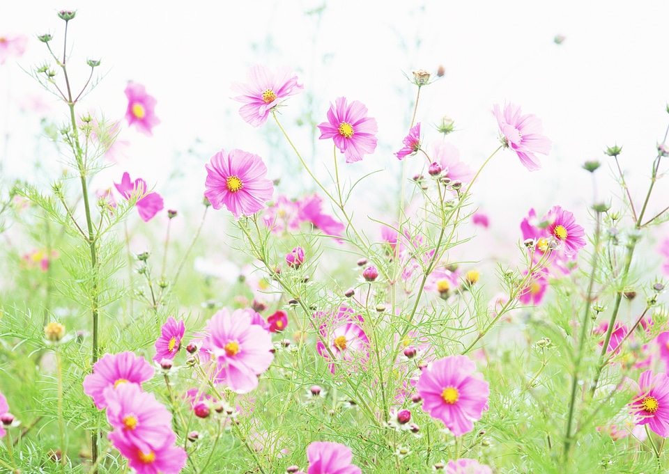 cosmos flowers in field