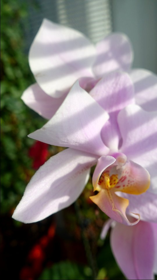 orchids-兰花_2023_0221_100458(1)