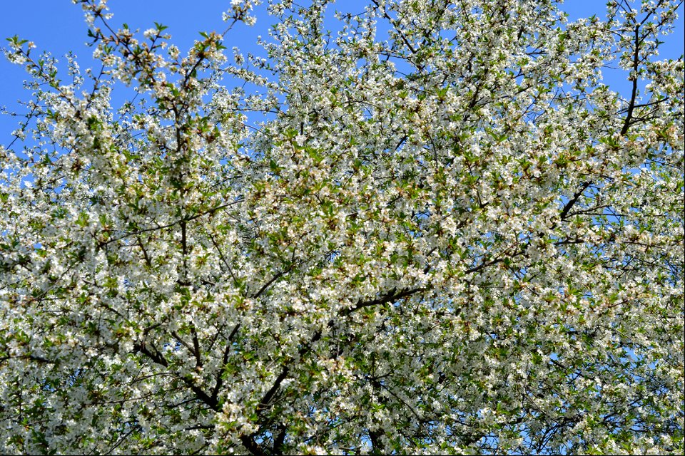 Spring ,April 2023