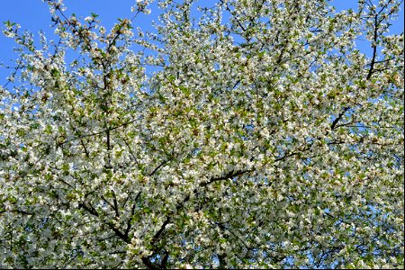 Spring ,April 2023