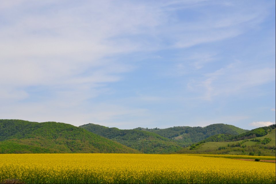 Rapeseed Field photo