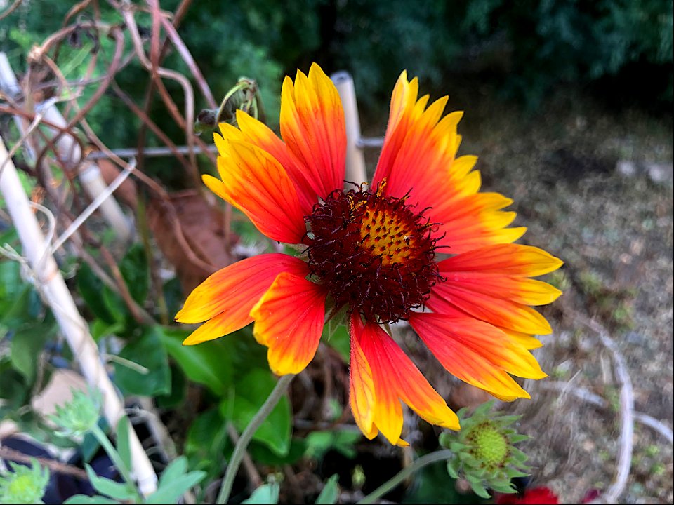 Blanket Flower Deluxe