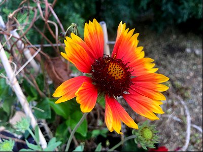 Blanket Flower Deluxe