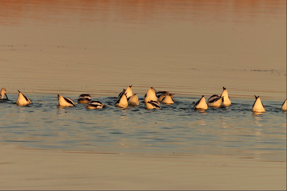 Fall Plumage American Avocets Huron Wetland Management District