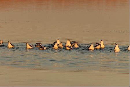 Fall Plumage American Avocets Huron Wetland Management District