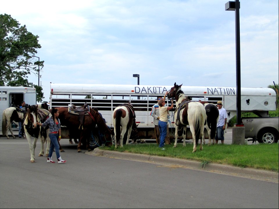 Horses resting upon arrival at Minnesota Valley National Wildlife Refuge