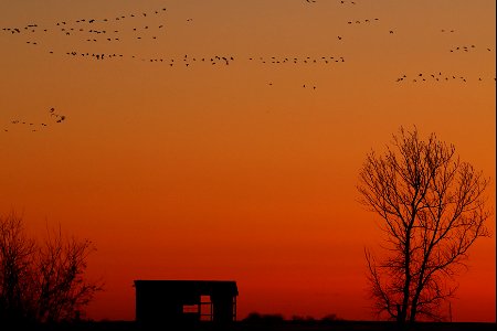 Spring Waterfowl at Sunset Huron Wetland Management District