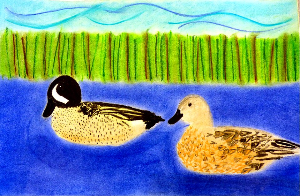 A pair of goldeneye ducks