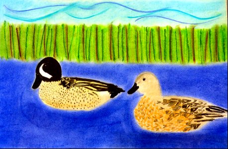 A pair of goldeneye ducks