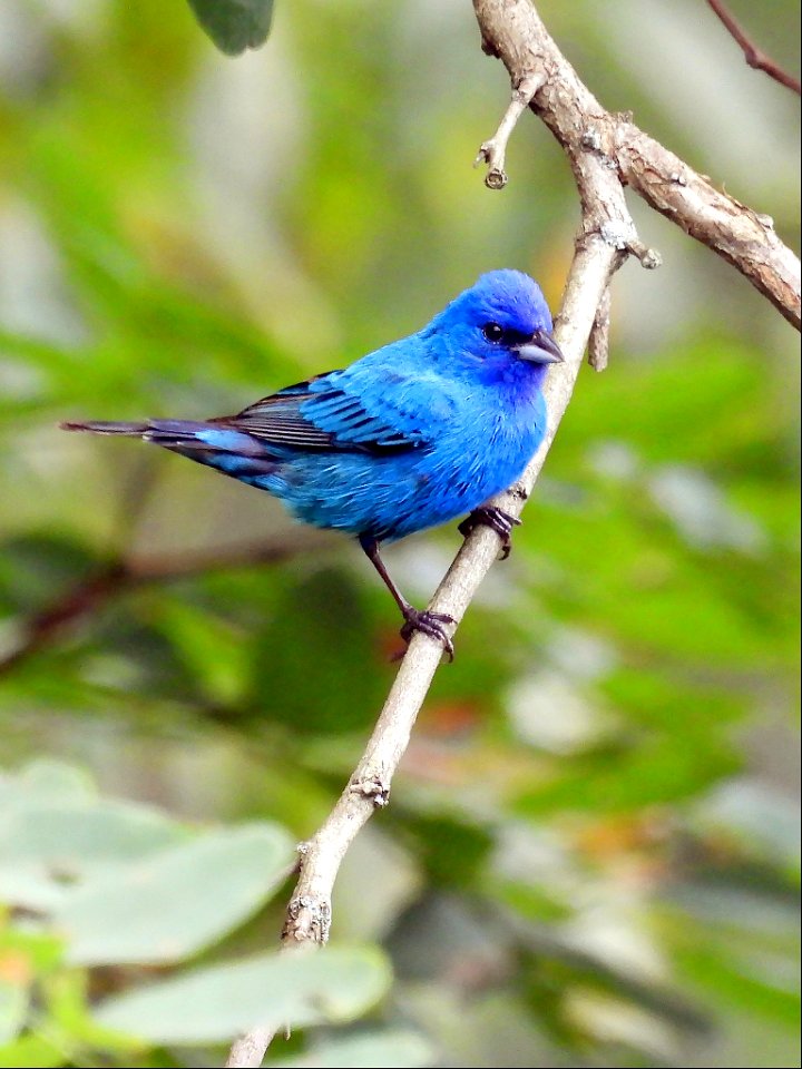Indigo Bunting
