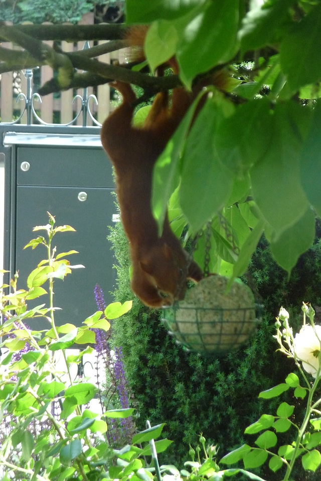 squirrel