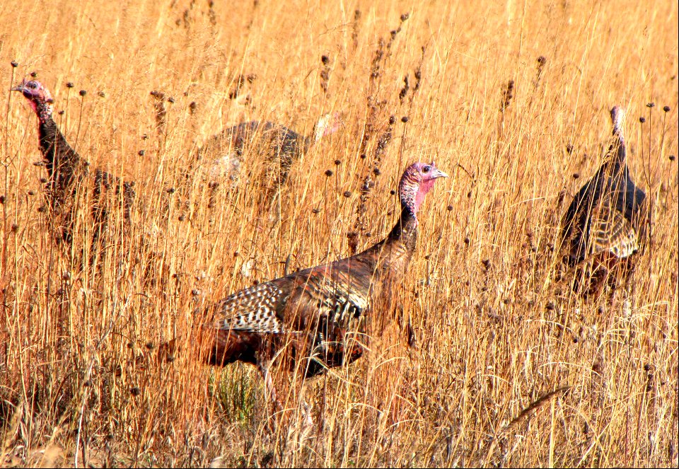 Wild Turkeys