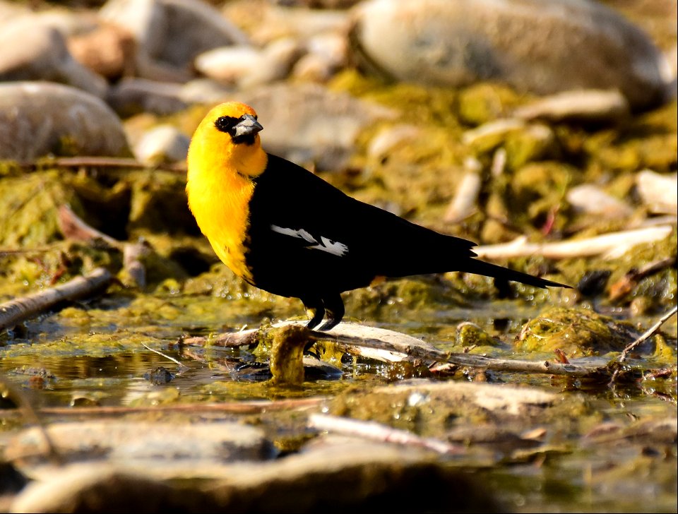 Yellow headed blackbird at Seedskadee National Wildlife Refuge