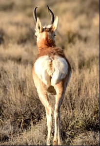 Pronghorn at Seedskadee National Wildlife Refuge