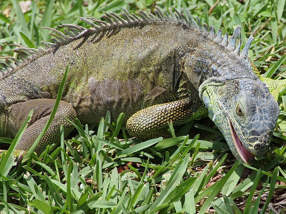 Feeding wild dragon
