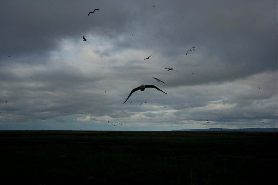 Gull activity photo