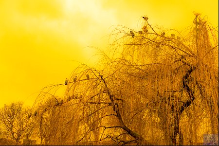 Pigeons sitting in a willow tree in the pouring rain.