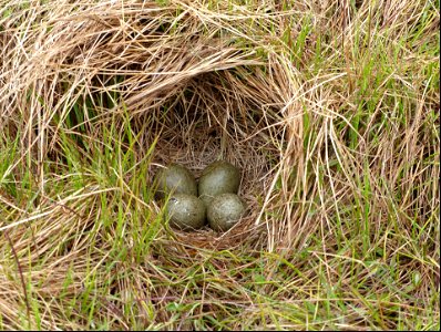 Black Turnstone nest
