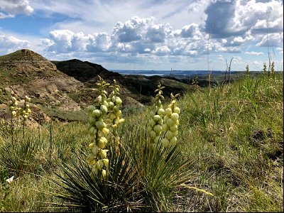 Cabin Coulee overlook photo