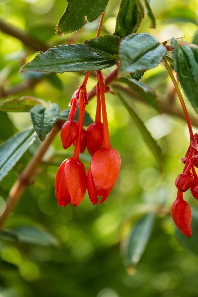 Begonia x hybrida flowers