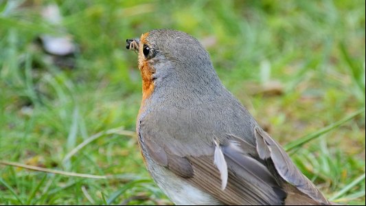 Zwei Spinnen sind natürlich besser als eine, passt ja noch was rein in den Schnabel