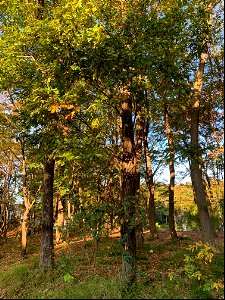 Koyama Higashikurume-shi in November 11