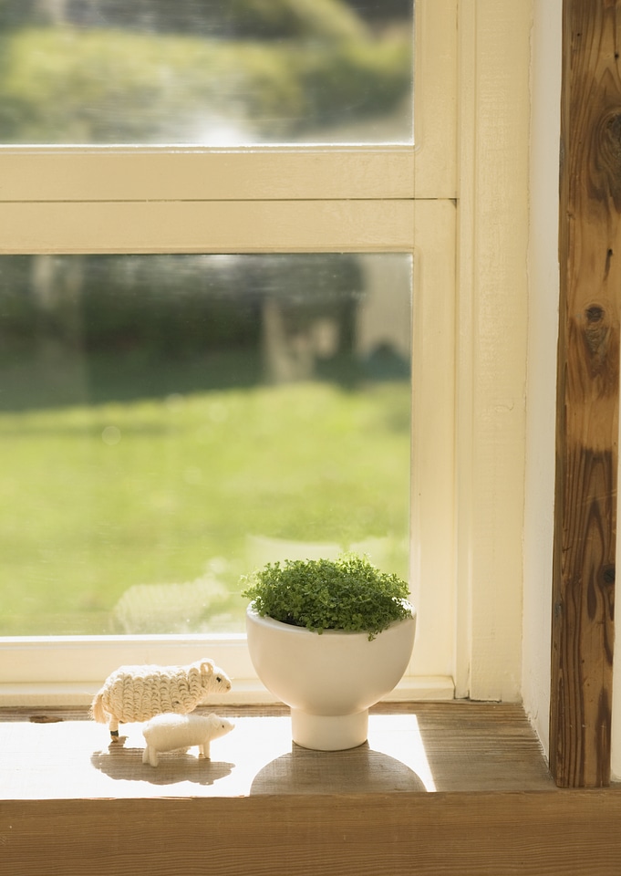 flower pot on a window