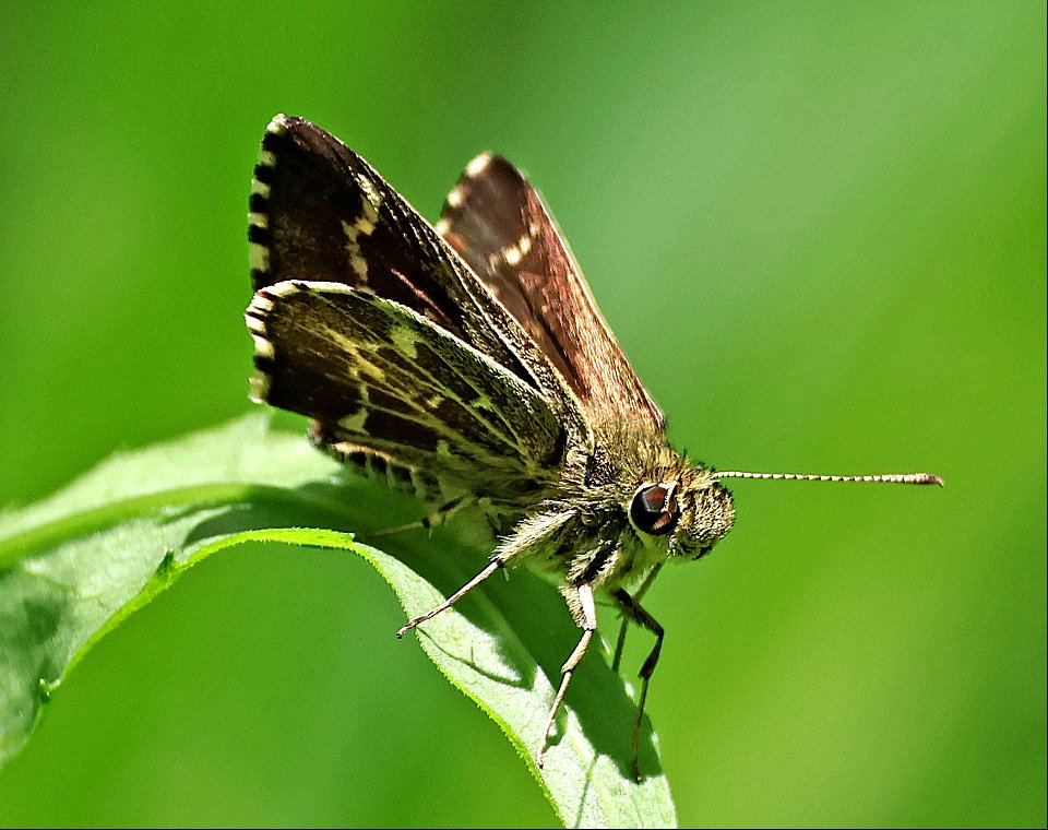 ROADSIDE-SKIPPER, LACE-WINGED (Amblyscirtes aesculaplus) (05-08-2023) charles d owen park, bucombe co, nc (4)