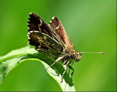 ROADSIDE-SKIPPER, LACE-WINGED (Amblyscirtes aesculaplus) (05-08-2023) charles d owen park, bucombe co, nc (4) photo