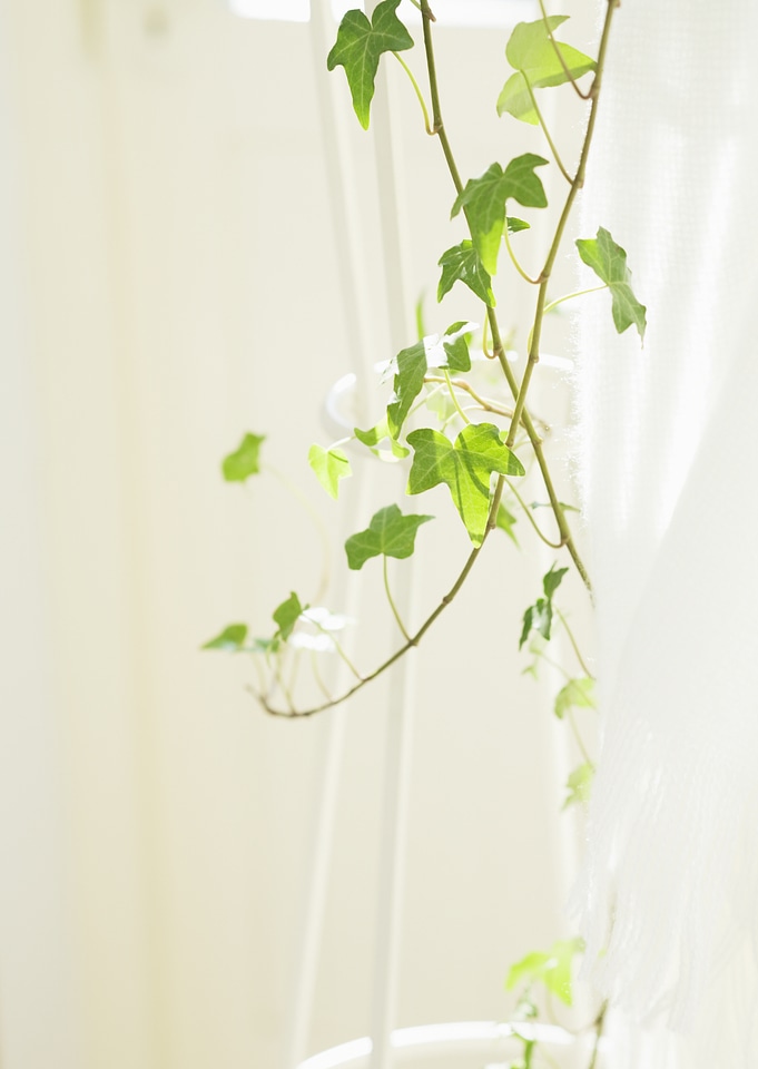 branch ivy on a white background