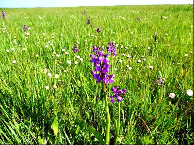 Anacamptis morio (L.) R.M.Bateman, Pridgeon & M.W.Chase, 1997