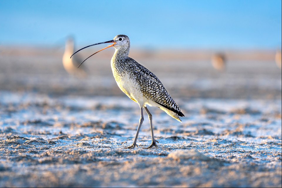 Long-billed curlew at Bear River Migratory Bird Refuge photo