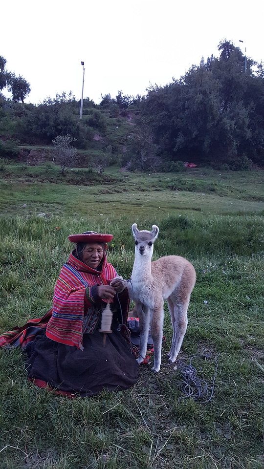 Peruvian Woman and Alpacas at Sacsayhuaman, Cusco Peru