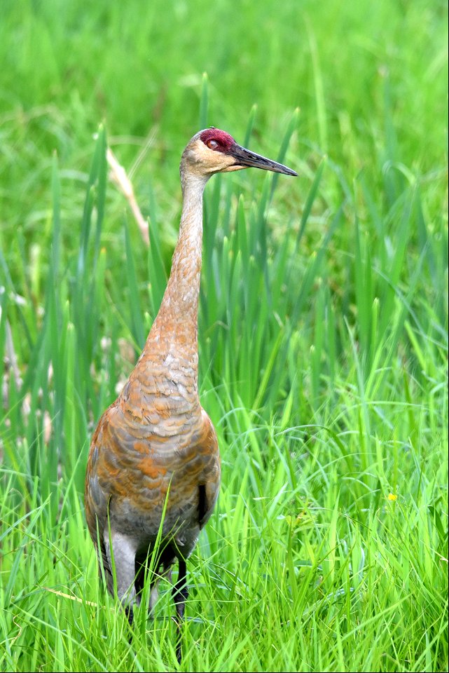 Sandhill crane nictitating membrane