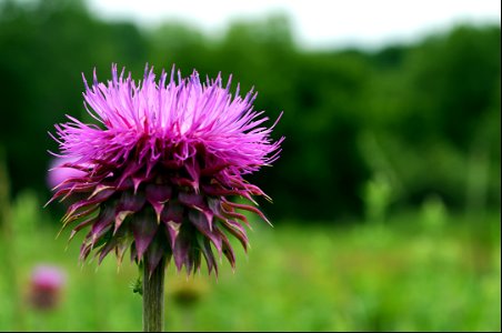 Nodding thistles may look beautiful but they are invasive!