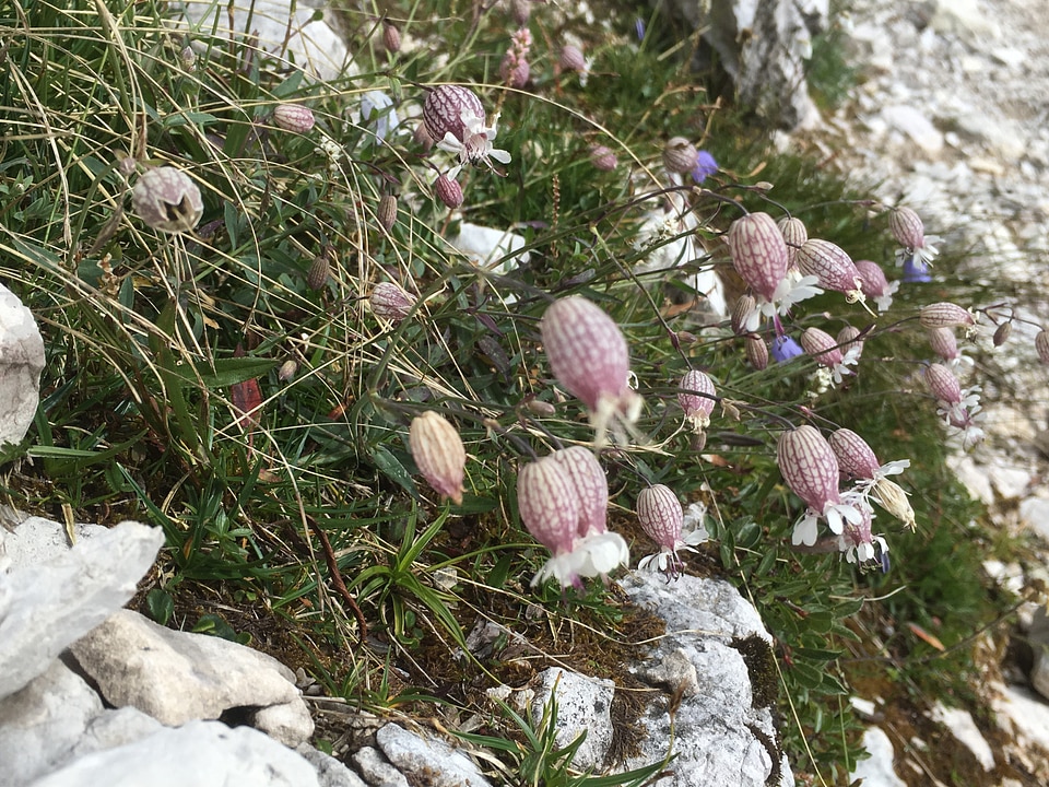 Baita in sudtirol,dolomiti,Italia photo