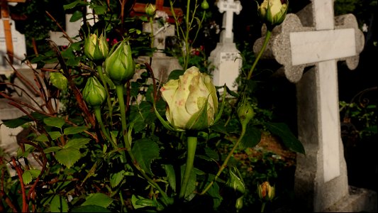 DSC07960