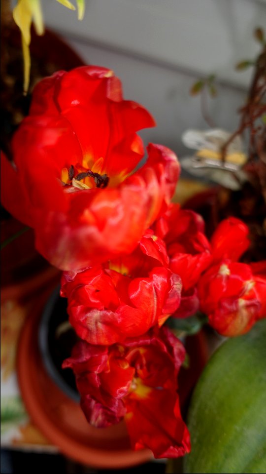 tulips_lalele-2023_0225_133421