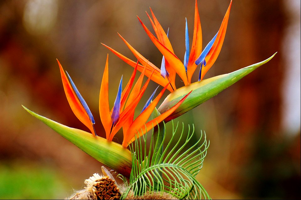 Nature