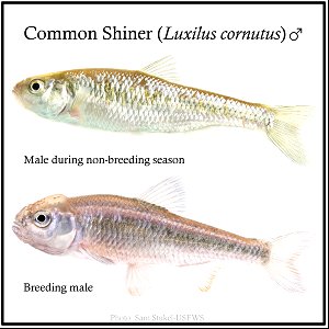 Common Shiner (Luxilus cornutus) Male photo
