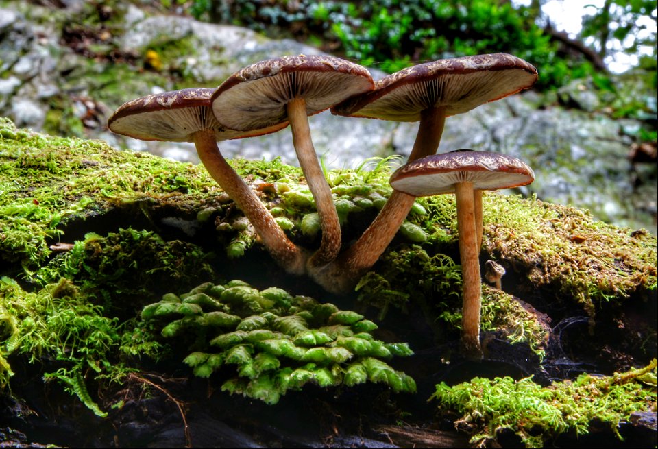 Hypholoma brunneum.
