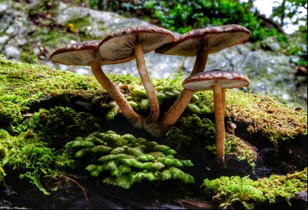 Hypholoma brunneum.