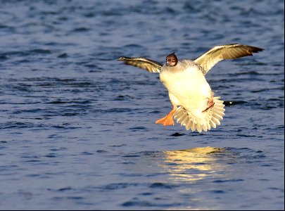 Common merganser at Seedskadee National Wildlife Refuge